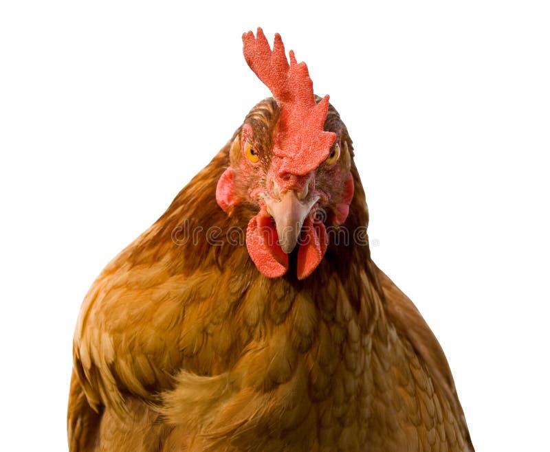 Gerupfter Hahn Und Verwirrte Henne Stockbild Bild Von Gerupfter Henne