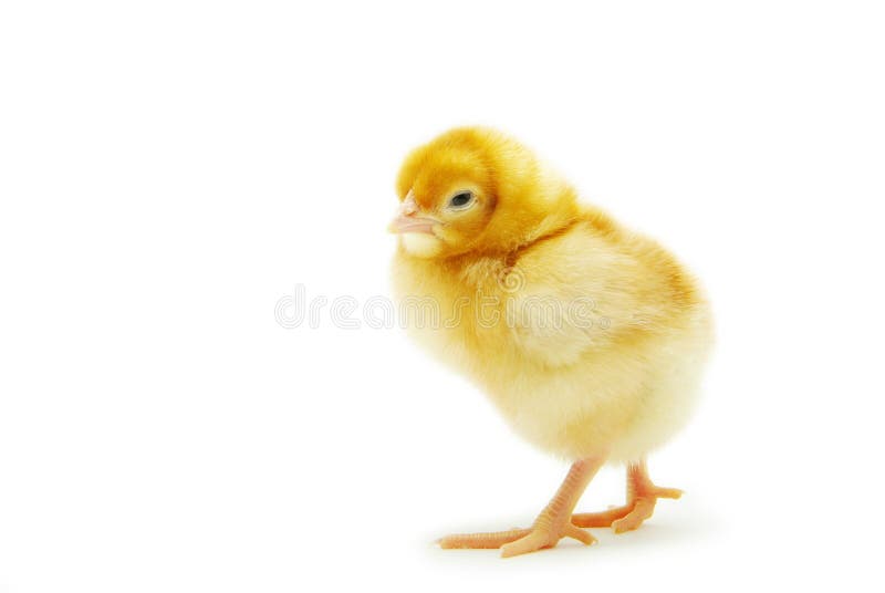 Huhn lizenzfreie stockbilder