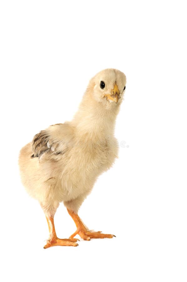 Huhn lizenzfreie stockfotos