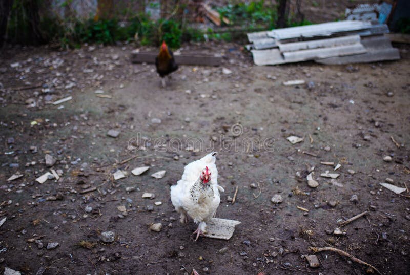 Huhn Auf Einem Bauernhof Hennen, Die Auf Einer Grünen Wiese Weiden ...