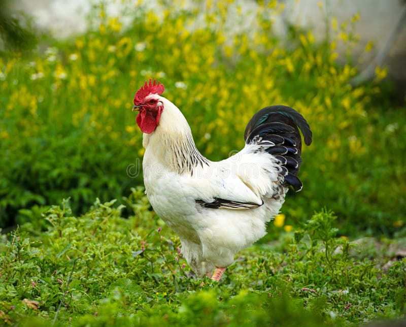 Huhn Auf Einem Bauernhof Hennen, Die Auf Einer Grünen Wiese Weiden ...