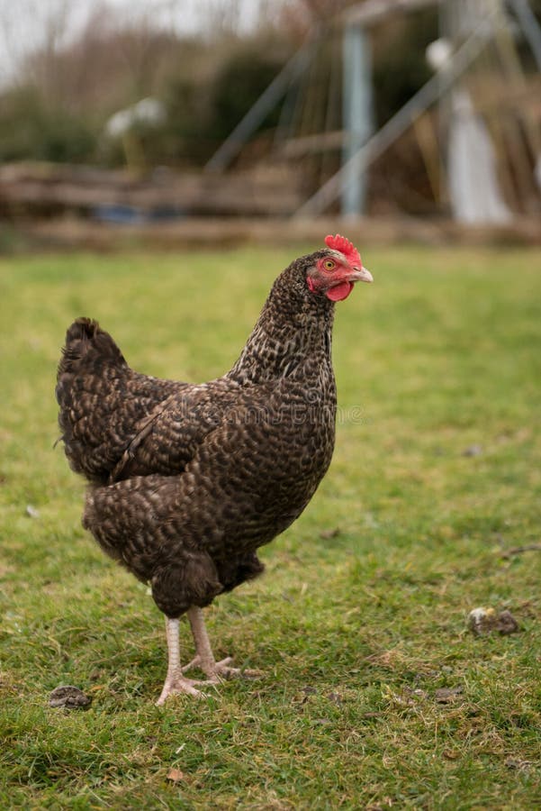 Huhn in Der Seitenansicht Des Gartens Stockfoto - Bild von braun, gras ...