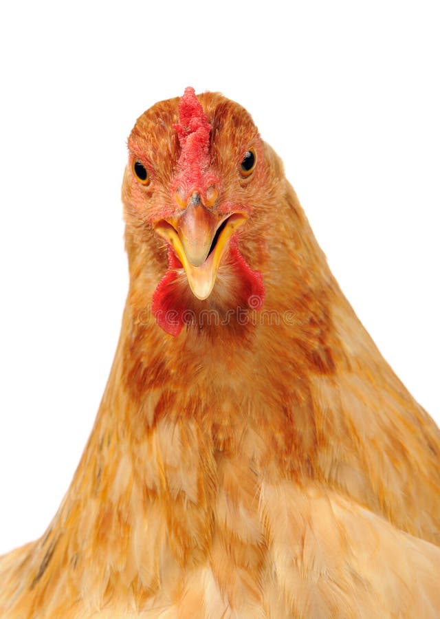 Huhn Mit Dem Offenen Schnabel Auf Weißem Hintergrund Stockbild - Bild ...