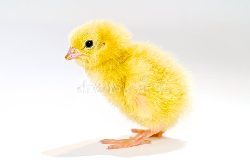 Hühnerprofil stockbild