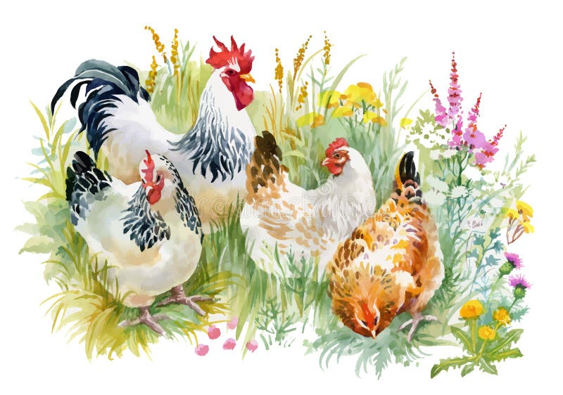Huhn und Hahn im Gras auf weißem Hintergrund stock abbildung