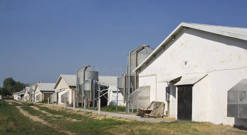 Modern chicken farms and big silos. Modern chicken farms and big silos.