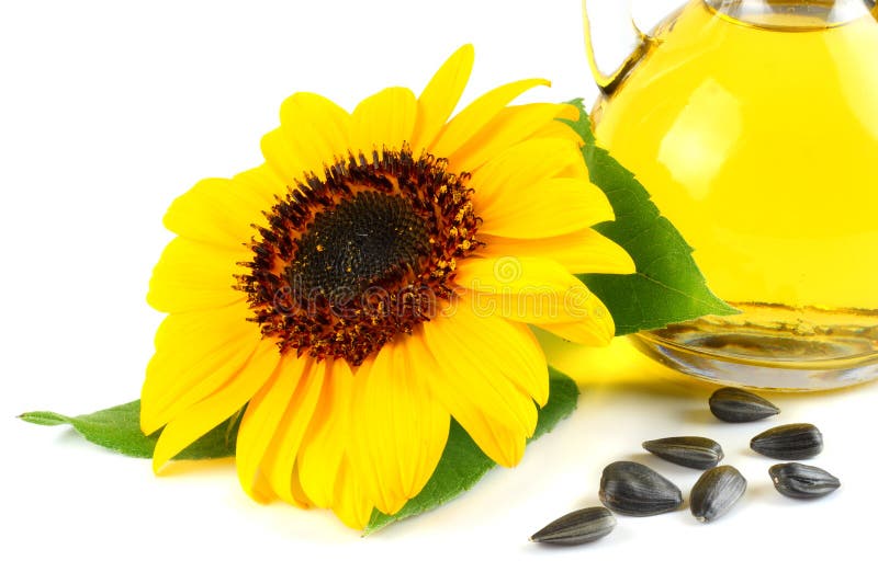 Huile de tournesol en cruche, graines en verre et fleur d'isolement sur le fond blanc images libres de droits Huile de tournesol en cruche, graines en verre et fleur d'isolement sur le fond blanc images libres de droits