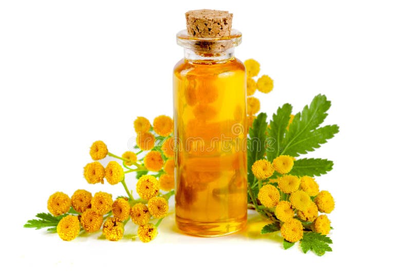 Huile essentielle de tansy avec les fleurs et la feuille d'isolement sur le fond blanc photo libre de droits Huile essentielle de tansy avec les fleurs et la feuille d'isolement sur le fond blanc photo libre de droits