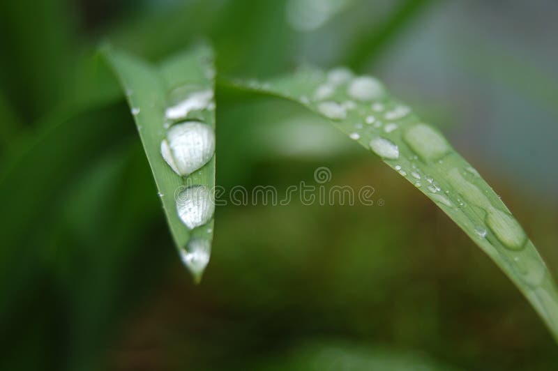 Weeping tree in the garden. Weeping tree in the garden