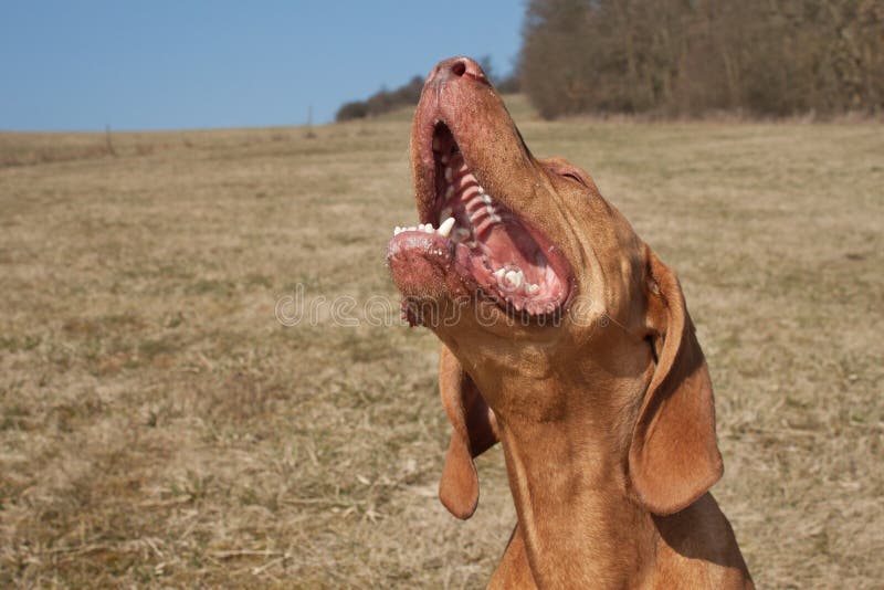 Huilende hond royalty-vrije stock afbeeldingen Huilende hond royalty-vrije stock afbeeldingen