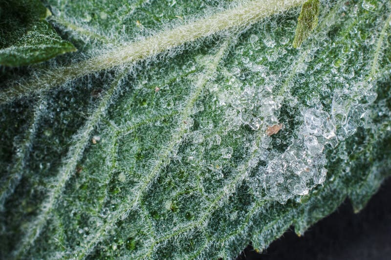 Huisbehandeling met sinds lang gevestigde landelijke methodes stock foto's Huisbehandeling met sinds lang gevestigde landelijke methodes stock foto's
