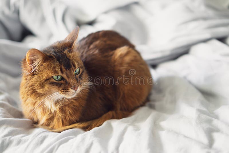 Huishoudelijke Kat in Bed in Afbeelding - Image of brood, 170350053