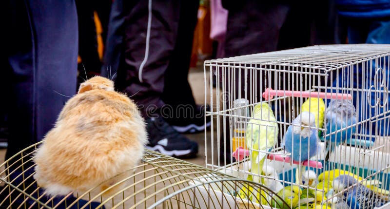 Ornamental home pets, budgerigars and dwarf rabbits in cages for sale at outdoor flea market. Ornamental home pets, budgerigars and dwarf rabbits in cages for sale at outdoor flea market