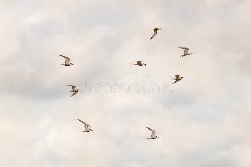 Huit sternes au-dessus de Minsmere photo stock Huit sternes au-dessus de Minsmere photo stock