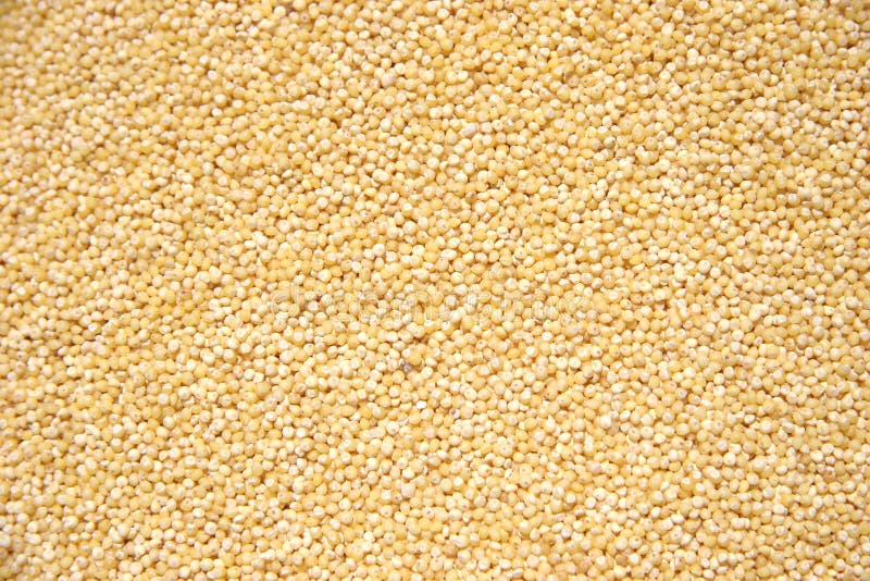 Hulled Pearl Millet Grain stock image. Image of good, feed 105667