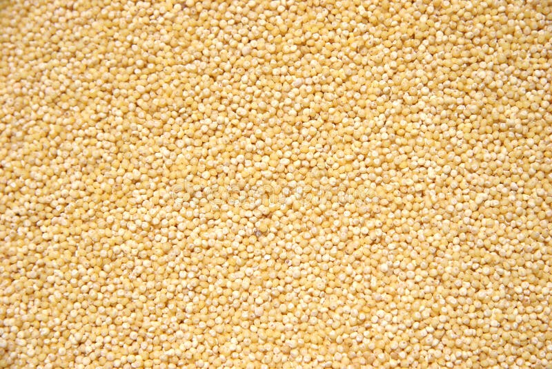 Hulled Pearl Millet Grain