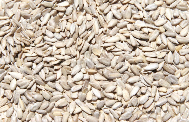 Hulled Raw Sunflower Seeds Picture. Image 105654