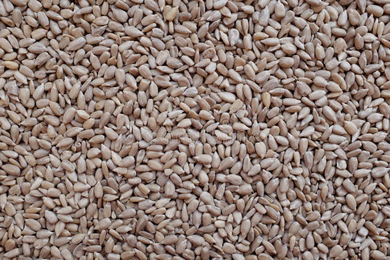 Hulled Sunflower Seed Hearts Stock Image Image of abstract, background 49353013