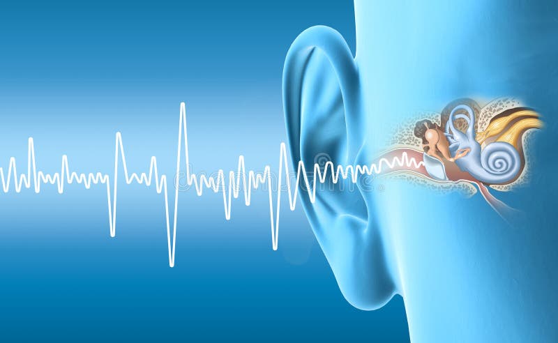Humaan oor anatomie, medisch 3D-illustratie