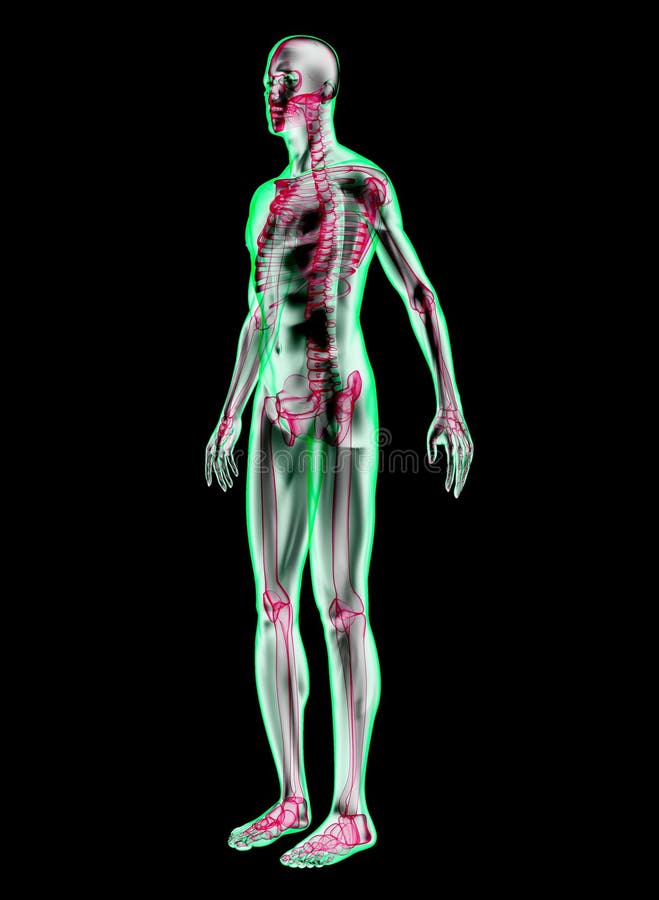 Human Anatomy Stock Illustration Illustration Of Skeleton 2717670