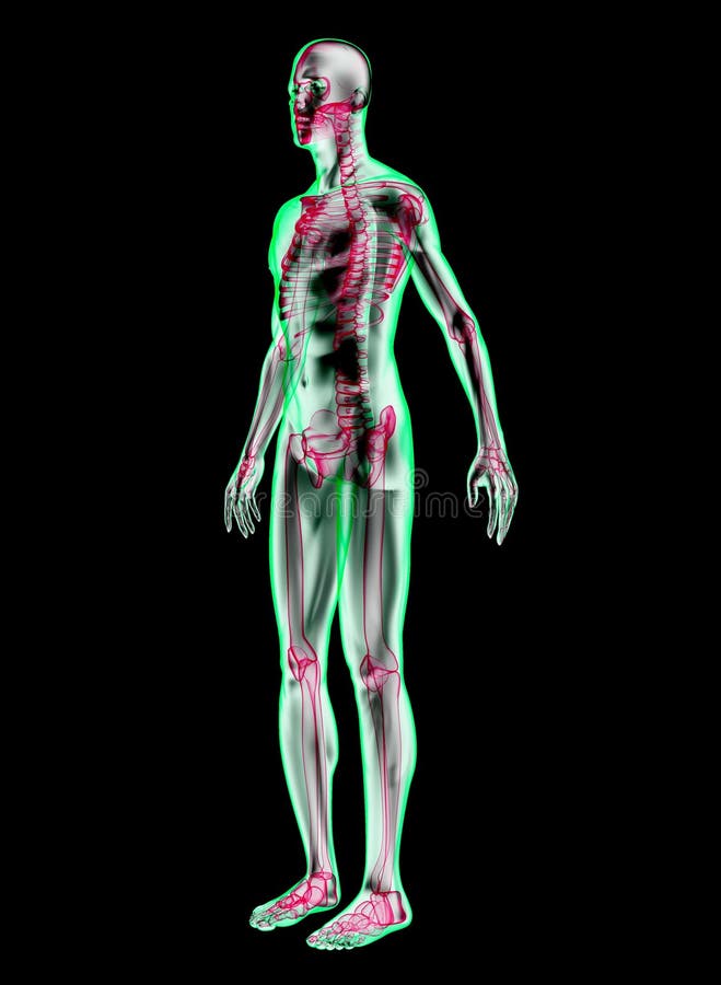 Human anatomy xray stock illustration. Illustration of vessel 7662305