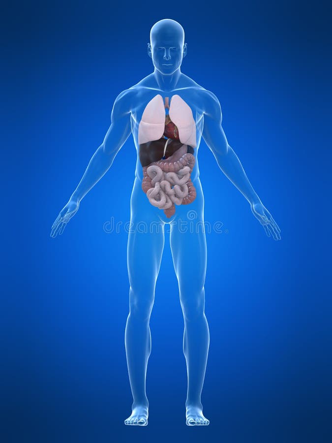 Human anatomy stock illustration. Illustration of anatomical - 2463382