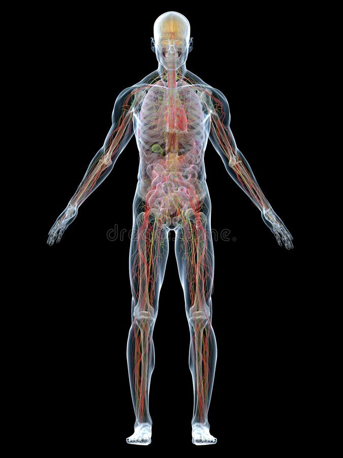 Human anatomy vector illustration