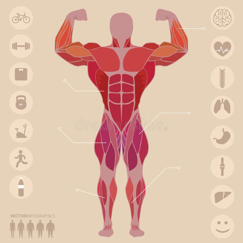 Human, anatomy, anterior muscles, sports, medical, vector vector illustration Human, anatomy, anterior muscles, sports, medical, vector vector illustration