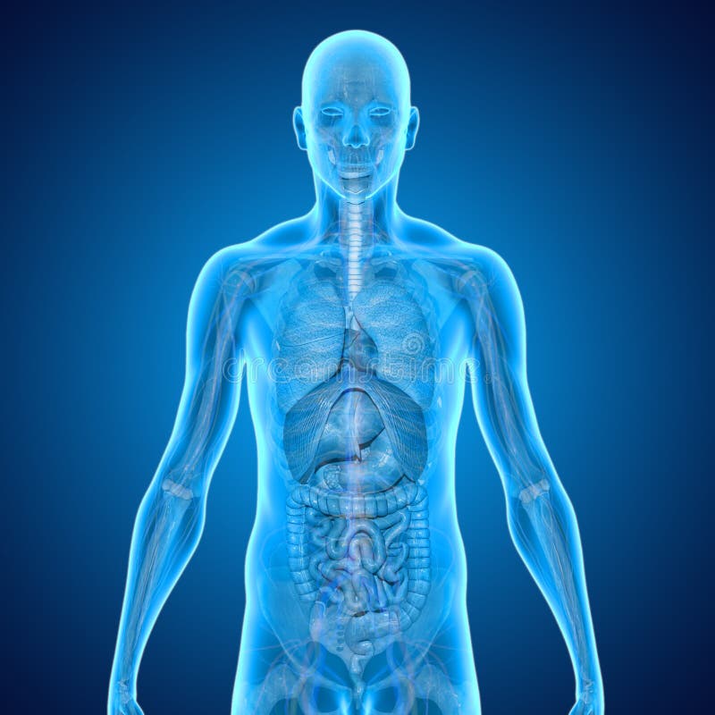 Structure Of Human Body, Skeleton, Muscular System, Blood Vessels ... Biology Diagrams