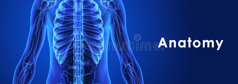 Human Anatomy stock illustration. Illustration of health Biology Diagrams