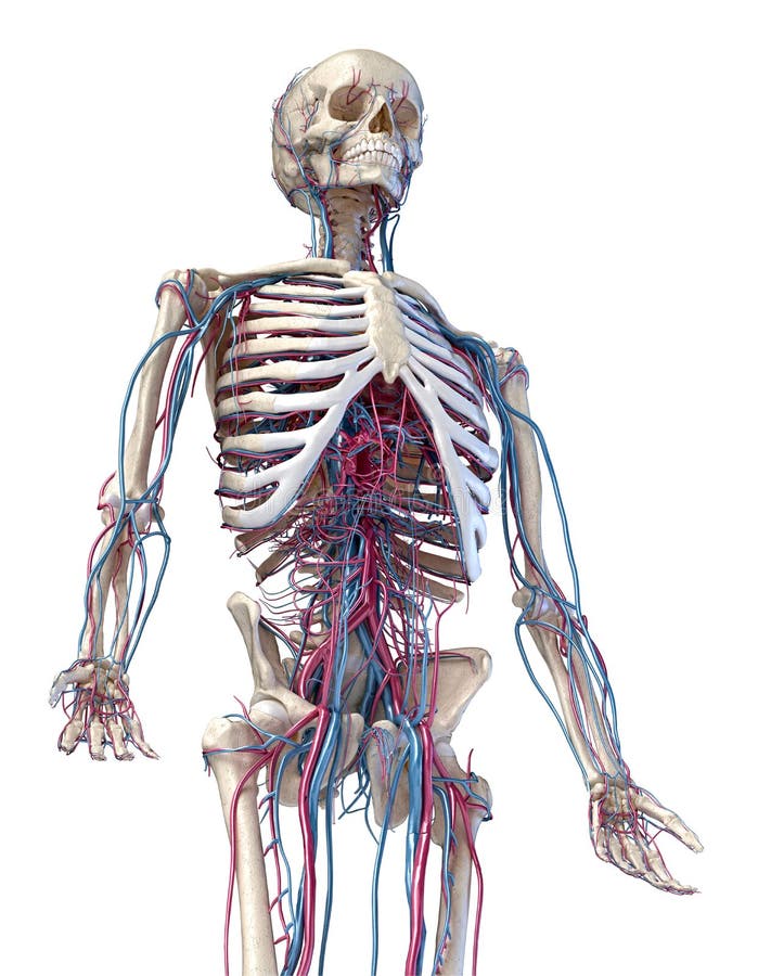 Anatomy Of Side View Of The Human Heart Stock Illustration