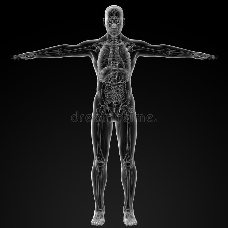 Human anatomy stock illustration. Illustration of organs 41988079