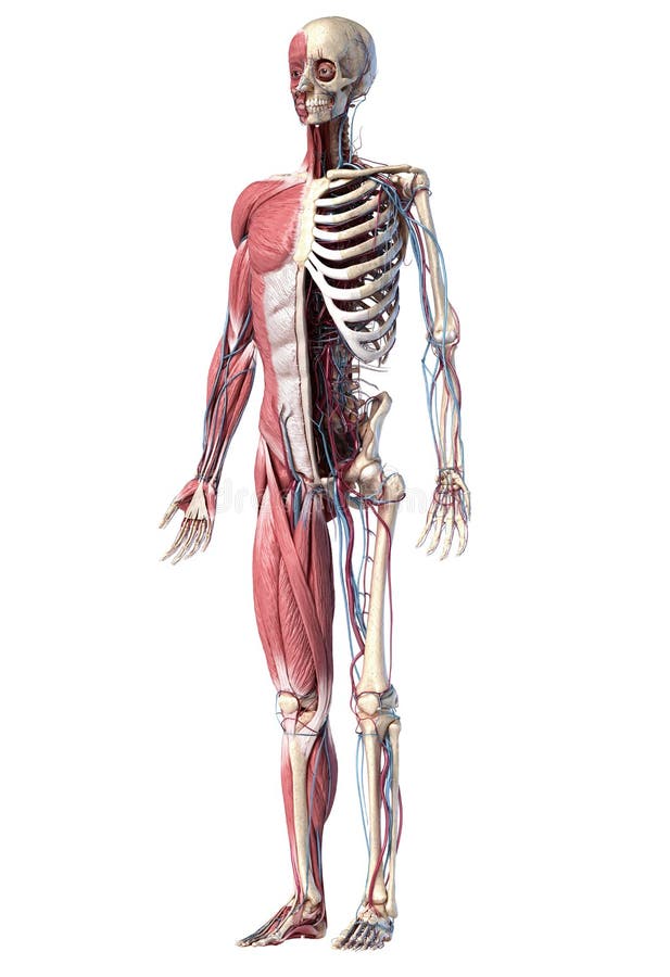 Human Full Body Skeleton with Muscles, Veins and Arteries. 3d Illustration  Stock Illustration - Illustration of neck, cage: 158320897