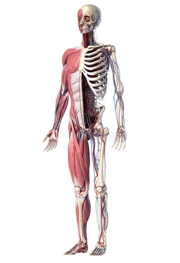 Human Full Body Skeleton with Muscles, Veins and Arteries. 3d