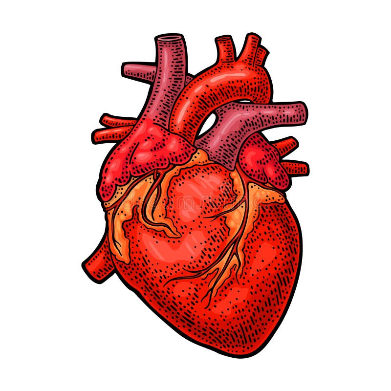 Heart Human Stock Illustrations – 191,071 Heart Human Stock Illustrations,  Vectors & Clipart - Dreamstime