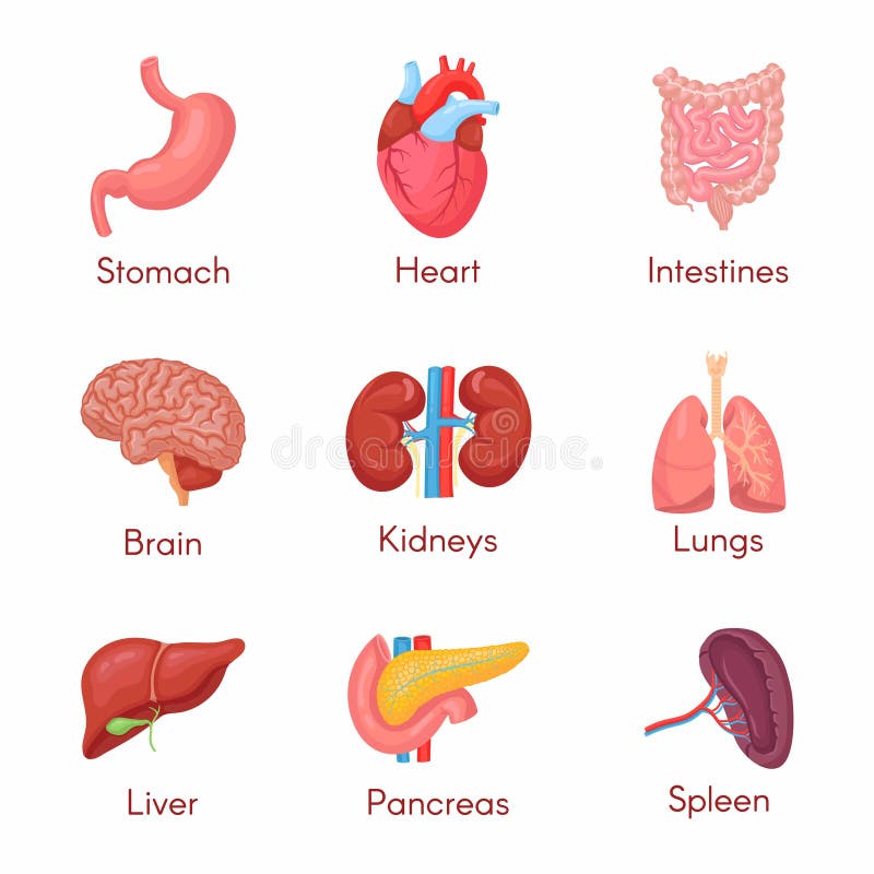 Human organ anatomy set stock vector. Illustration of lungs - 59250579