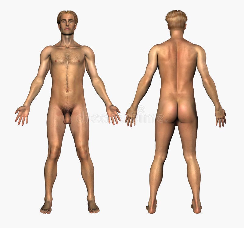 Human Anatomy - Nude Male - Front and Back. 