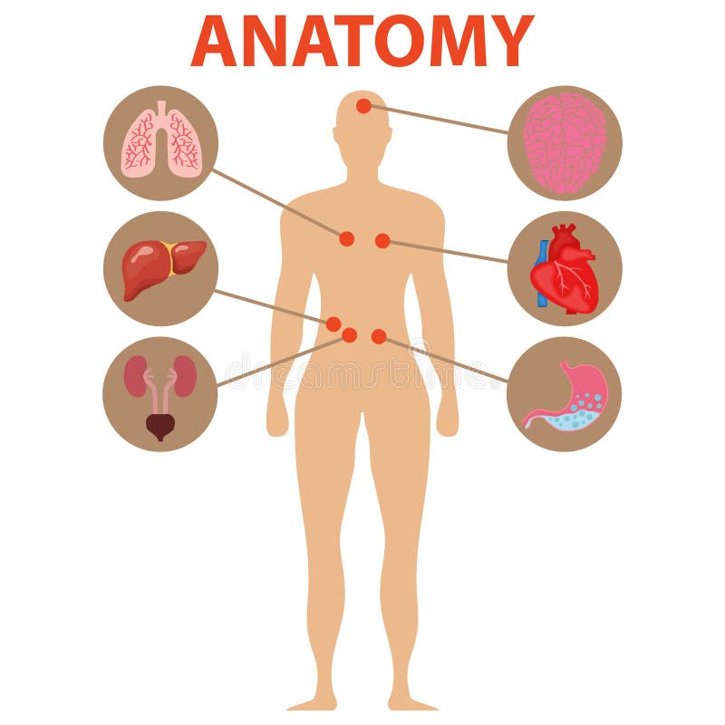 Human Male Kidneys Anatomy Stock Illustration