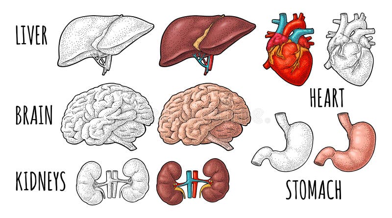 Human anatomy organs. Brain, kidney, heart, liver, stomach. Vector engraving royalty free illustration Human anatomy organs. Brain, kidney, heart, liver, stomach. Vector engraving royalty free illustration