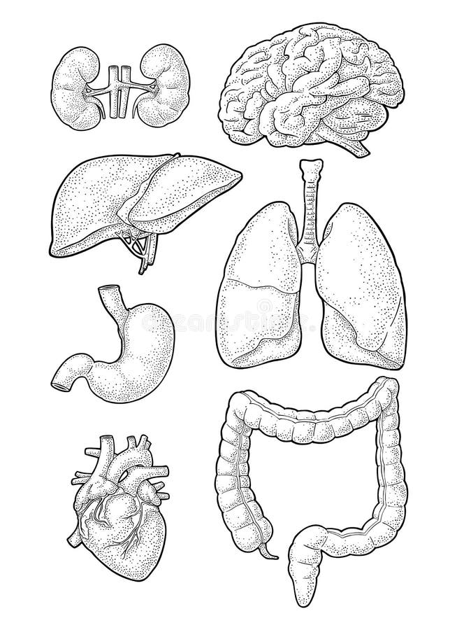 Human anatomy organs. Brain, kidney, heart, liver, stomach. Vector engraving royalty free illustration Human anatomy organs. Brain, kidney, heart, liver, stomach. Vector engraving royalty free illustration