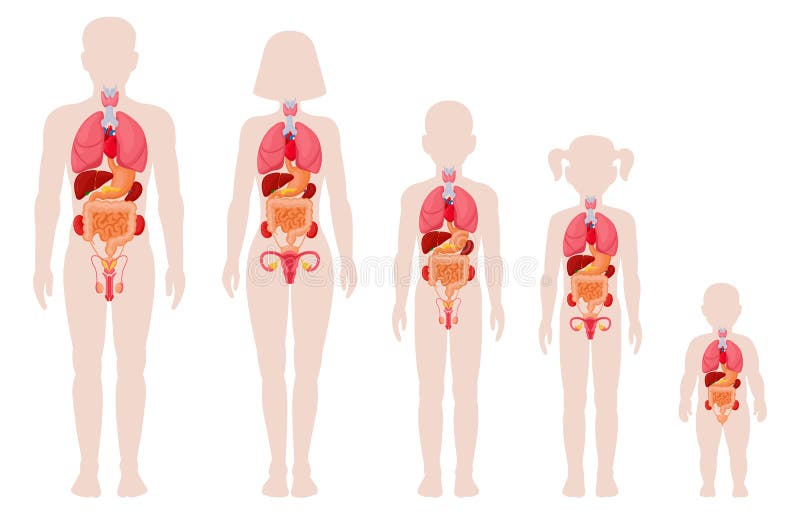 Human anatomy organs. Man, woman, girl, boy and newborn baby with internal organs location vector illustrations