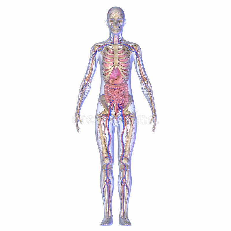 Human Anatomy stock illustration. Illustration of embryology Biology Diagrams