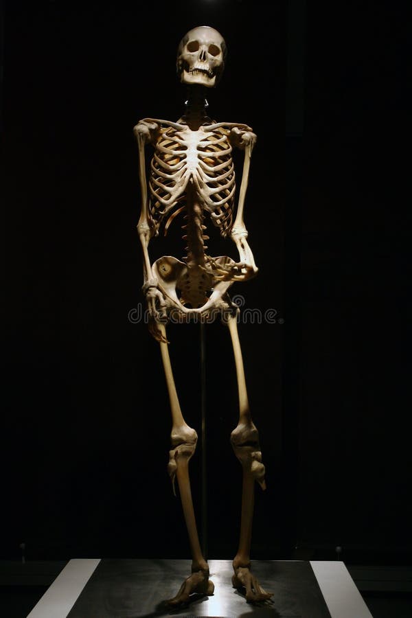 Human Anatomy real skeleton royalty free stock image Human Anatomy real skeleton royalty free stock image