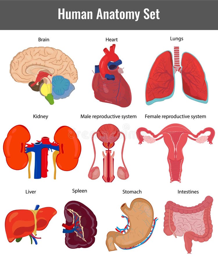 Human Anatomy Set. Human Organs Detailed Vector Stock Vector