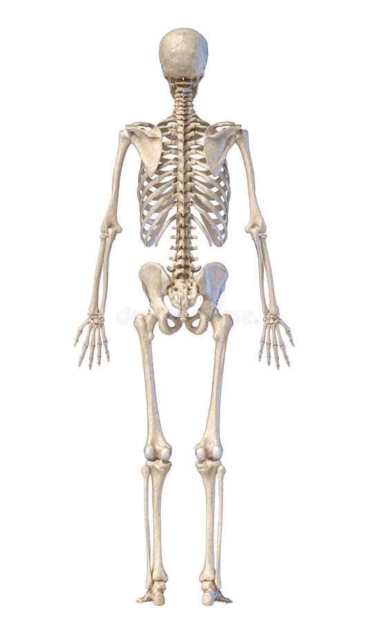 Human Male Skeleton Full Figure Front And Back Views Stock