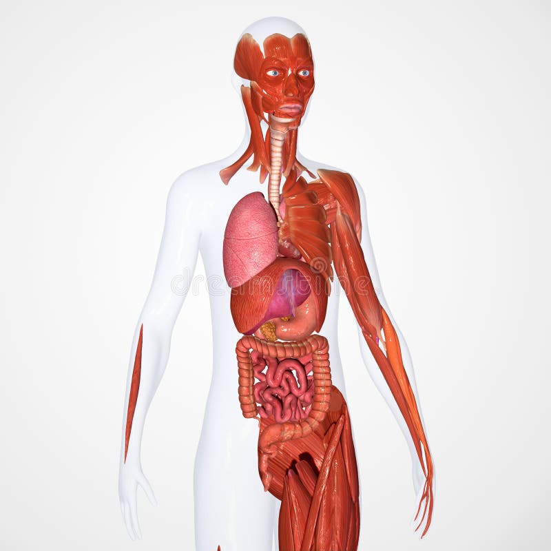 Human Anatomy stock illustration. Illustration of illness - 43014239