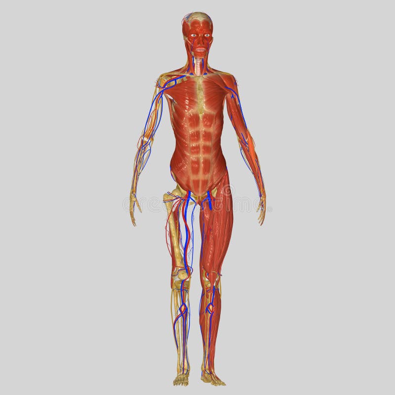 Human Anatomy stock illustration. Illustration of disease - 43014229