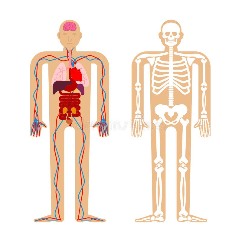 Body Chart Of Internal Organs