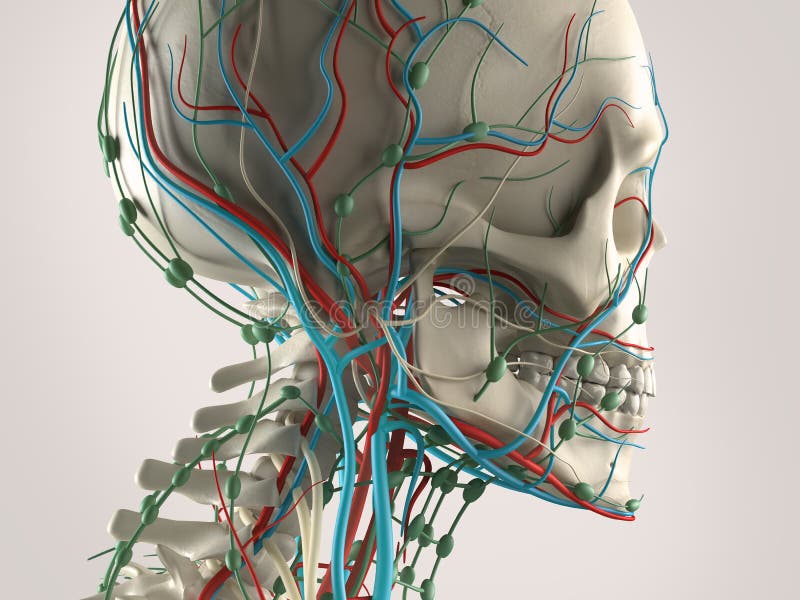 A human anatomy with a view of head, showing the skeleton and vascular system. vector illustration A human anatomy with a view of head, showing the skeleton and vascular system. vector illustration