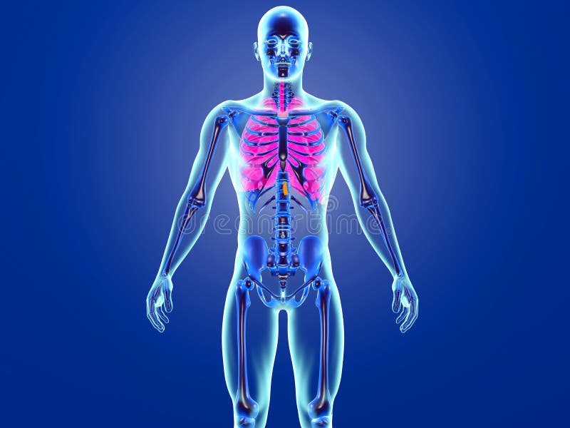 Human Anatomy Visualization - Internal Organs Stock Illustration -  Illustration of inflammation, gastric: 77482305